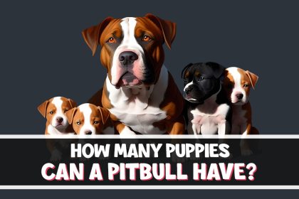 How many Puppies Can a Pitbull Have?