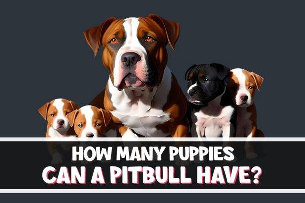 How many Puppies Can a Pitbull Have?