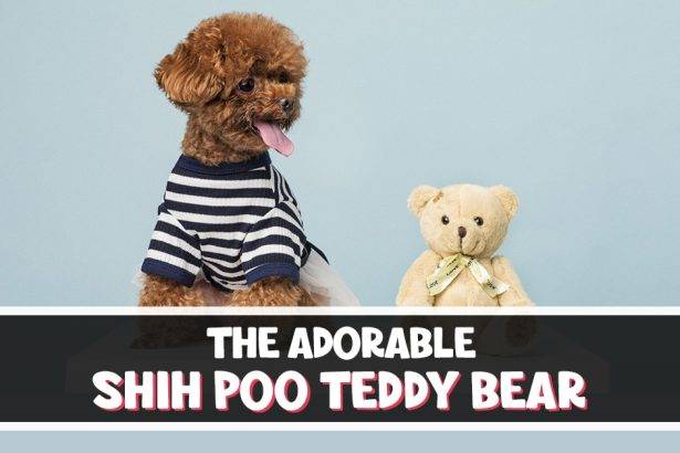 Shih Poo teddy bear cut