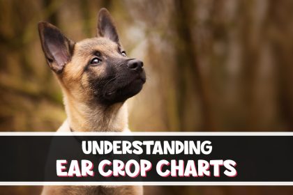 understanding ear crop chart