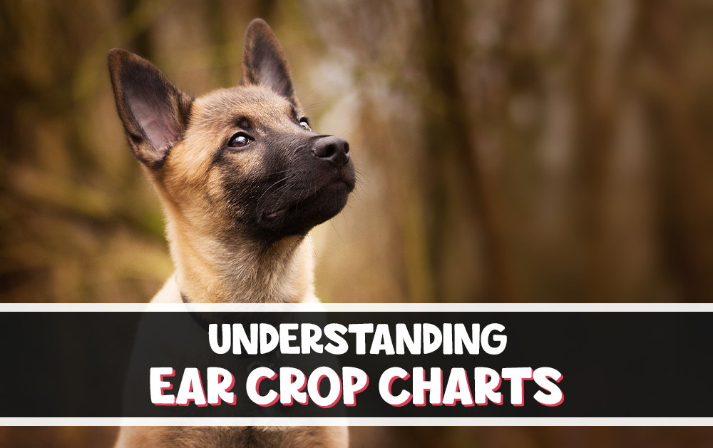 understanding ear crop chart