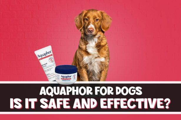 Aquaphor for Dogs