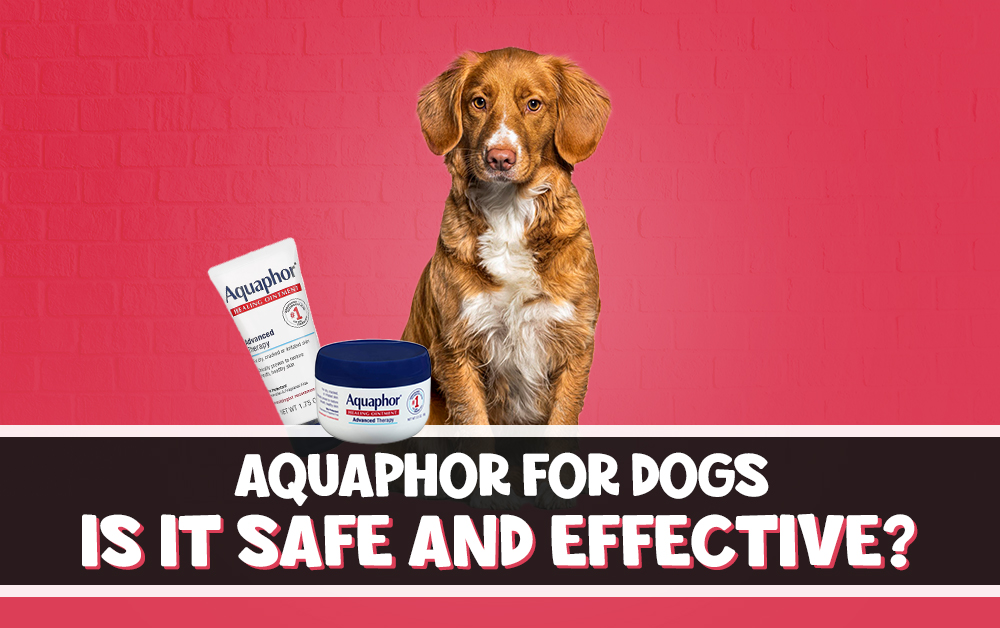 Aquaphor for Dogs