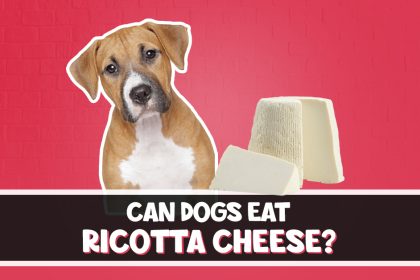 Can Dogs Eat Ricotta Cheese