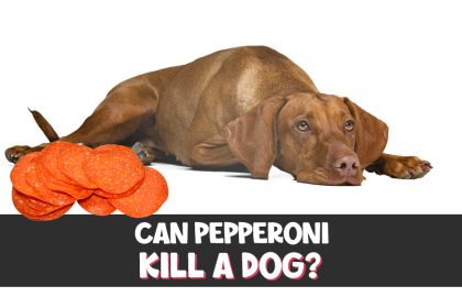 Can Pepperoni Kill a Dog