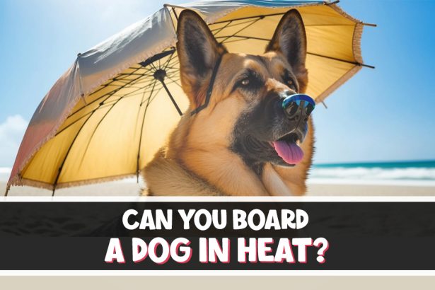 Can You Board a Dog in Heat
