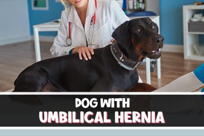 Should I Buy a Puppy with an Umbilical Hernia?