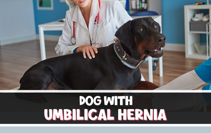 Should I Buy a Puppy with an Umbilical Hernia?
