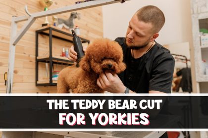 Teddy Bear Cut for Yorkies