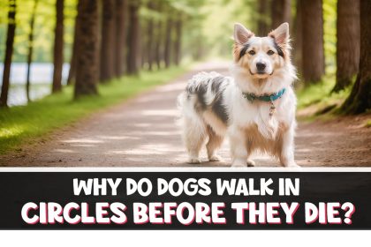 why do dogs walk in circles before they die