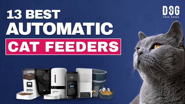 best automatic cat feeders