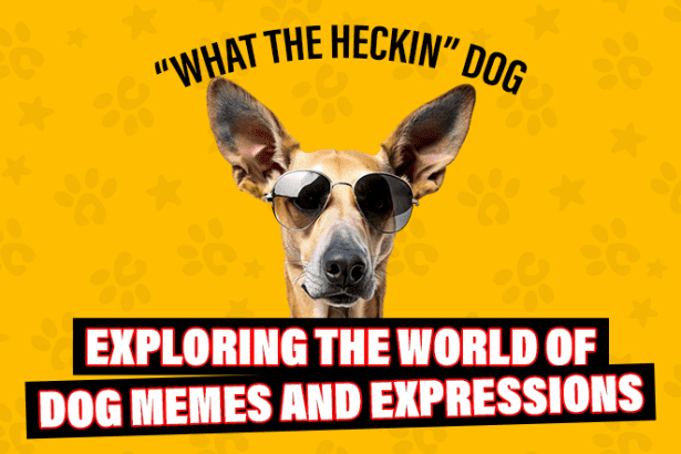 what the heckin dog?