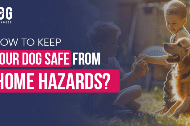 How to Keep Your Dog Safe from Home Hazards