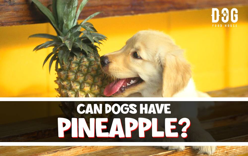 Can Dogs Have Pineapple