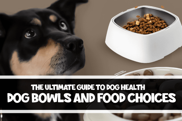 Dog Bowls and Food Choices