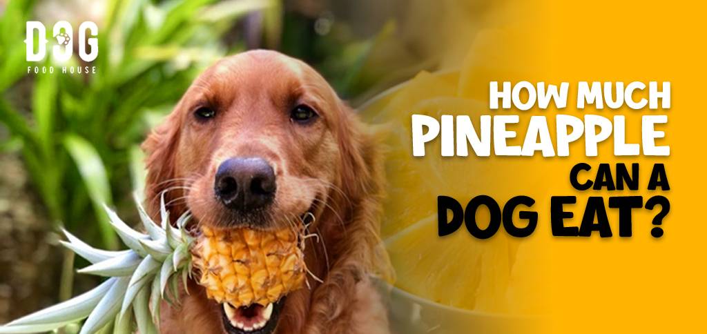 How Much Pineapple Can a Dog Eat