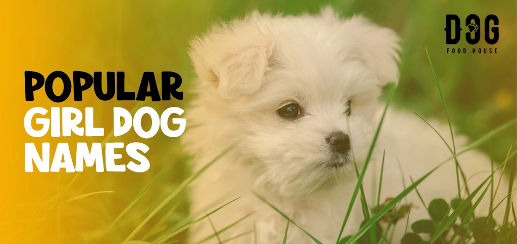 Popular Girl Dog Names