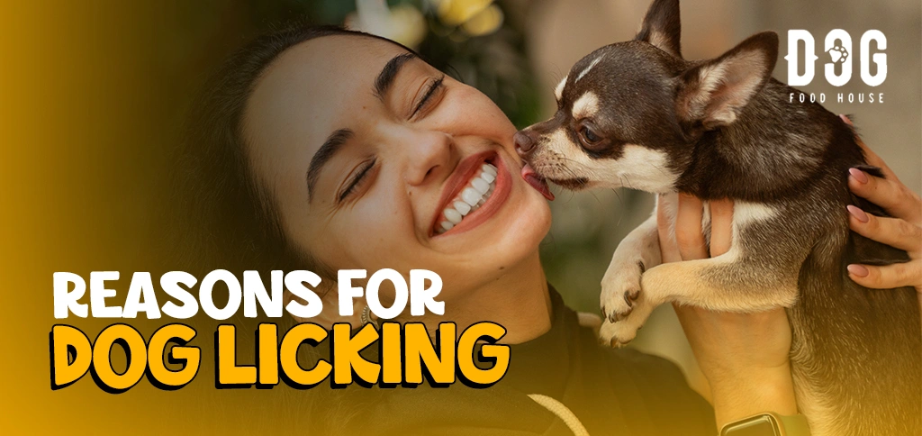 Reasons for Dog Licking