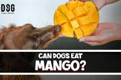 can dogs eat mango