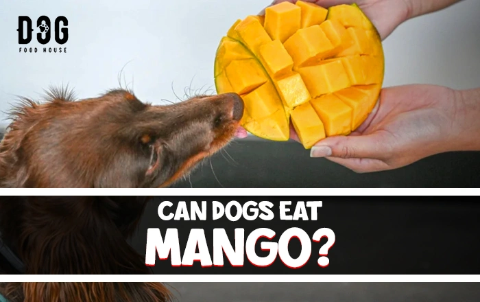 can dogs eat mango