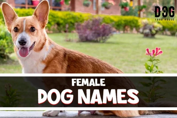 female dog names