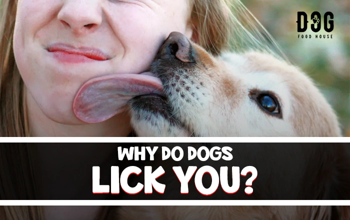 why do dogs lick you