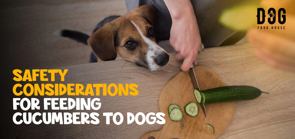 Safety Considerations for Feeding Cucumbers to Dogs