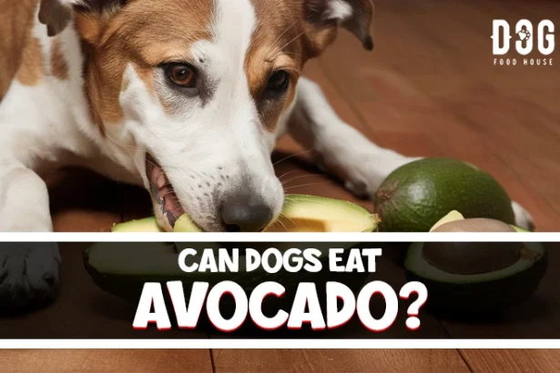 can dogs eat avocado