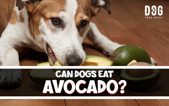 can dogs eat avocado