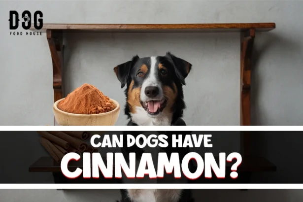 can dogs have cinnamon